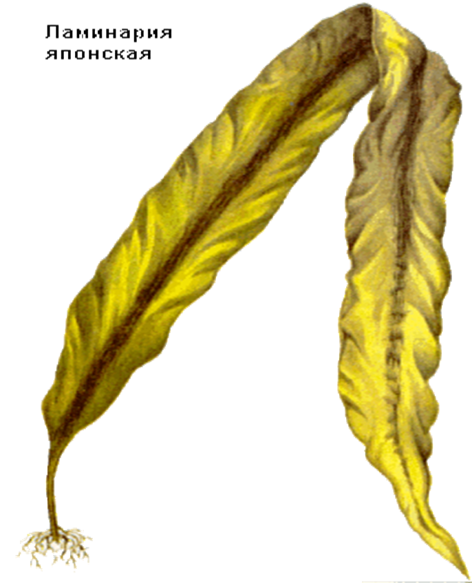 Слоевище ризоиды. Ламинария japonica. Ламинария сахаристая слоевище. Бурые водоросли ламинария. Слоевища ламинарии ГФ.