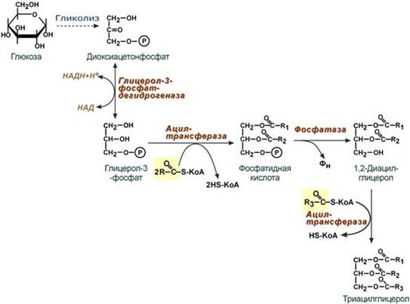 Синтез таг. Синтез таг из Глюкозы. Биосинтез фосфатидной кислоты из Глюкозы. Синтез таг из Глюкозы схема биохимия. Схема синтеза Глюкозы из глицерола.