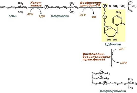какое соединение является донором фосфатной группы для синтеза фосфолипидов