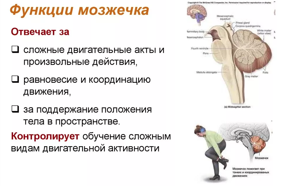 Положение в организме. Назовите основные функции мозжечка:. Функции мозжечка в головном мозге. Мозжечок строение и функции кратко. Мозжечок выполняет основные функции.