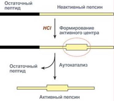 Схему активации пепсиногена