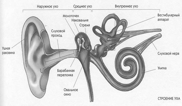 Молоточек внутреннее ухо. Строение уха и вестибулярного аппарата. Вестибулярный аппарат внутреннего уха строение. Слуховой аппарат строение вестибулярный аппарат. Строение слухового анализатора отделы.