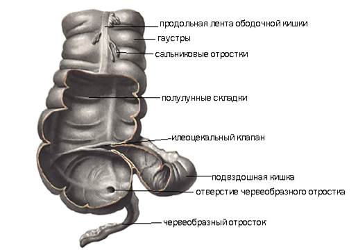 Илеоцекальный клапан где находится у человека фото