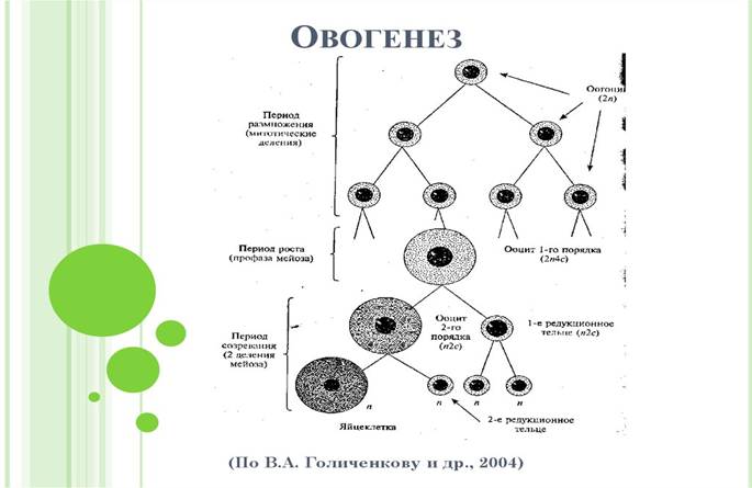 Овогенез схема с подписями