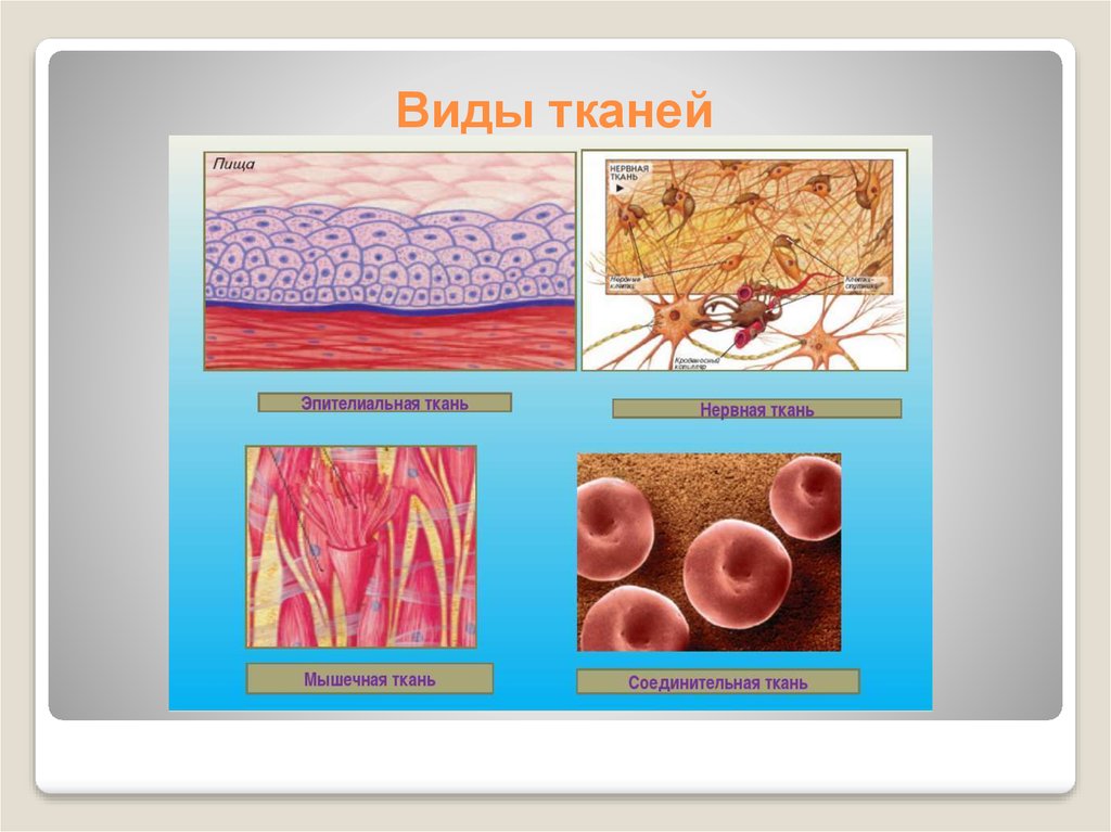 Основное группа ткани человека. Ткани человека. Ткани животных. Ткани анатомия.