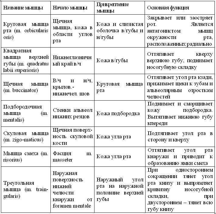 Основные группы мышц биология 8 класс