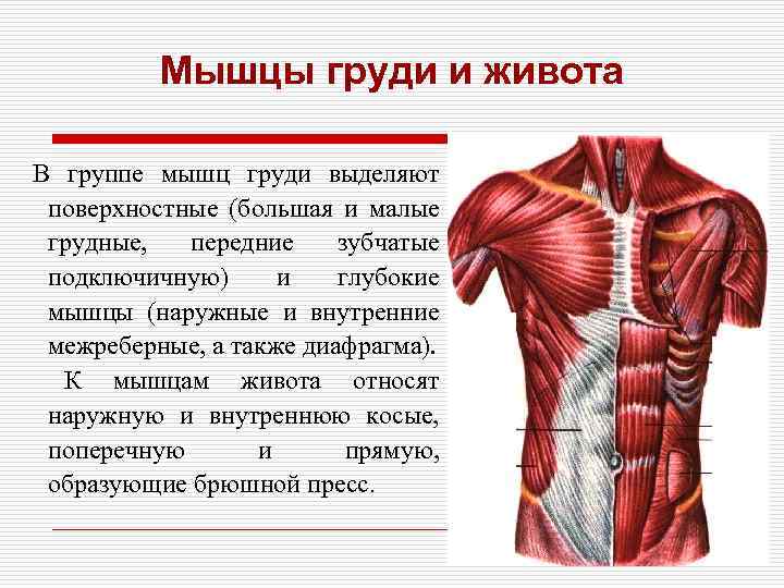 Функции мышц живота. Мышцы туловища анатомия мышцы груди и живота. Мышцы живота и груди вид спереди. Мышцы живота и грудины анатомия. Мышцы сбоку грудной клетки.