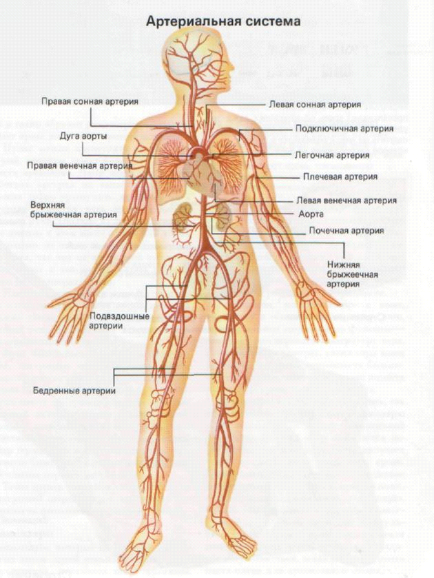Схема артерий и вен. Артериальная система кровообращения человека схема. Сердечно-сосудистая система человека Вена артерия. Схема строения артериальной системы человека магистральные сосуды. Артерии большого круга кровообращения схема.