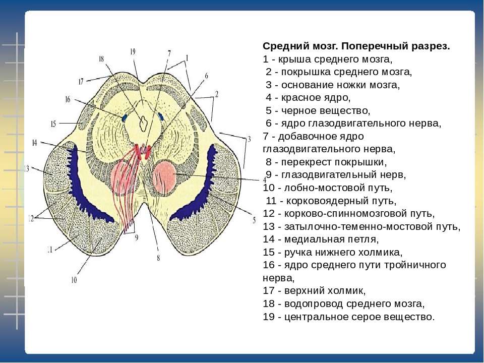 Срез продолговатого мозга схема