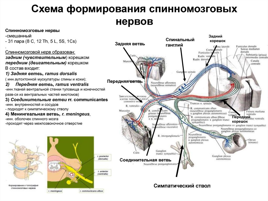 Закономерности ветвления сосудов зависят от плана строения органа