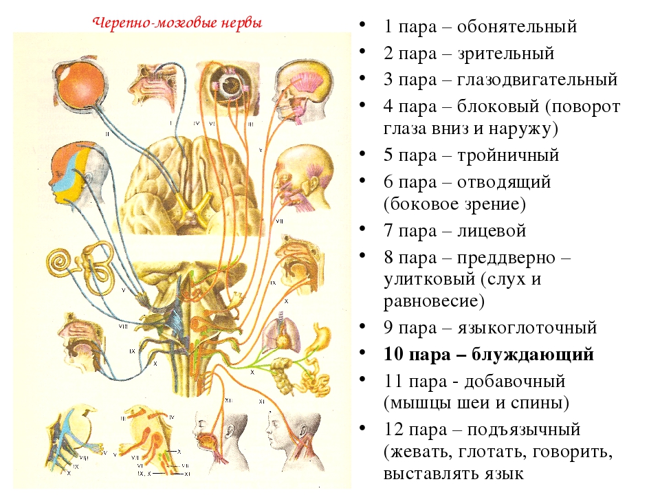 Схемы черепных нервов неврология