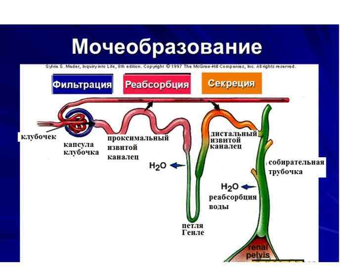 Физиология мочевыделительной системы презентация