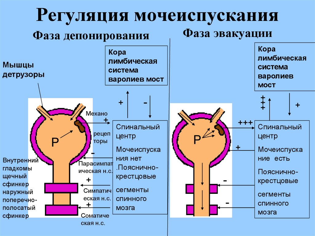 Схема рефлекторной дуги контроля мочеиспускательного рефлекса