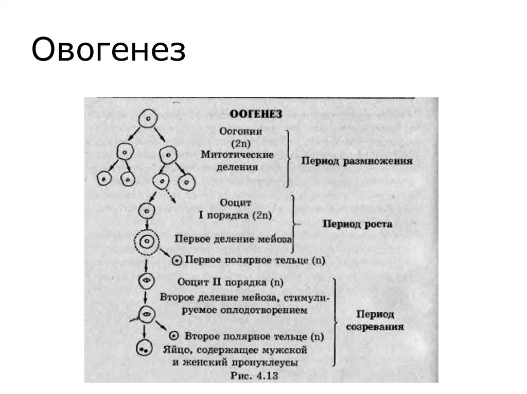 Схема сперматогенеза и оогенеза