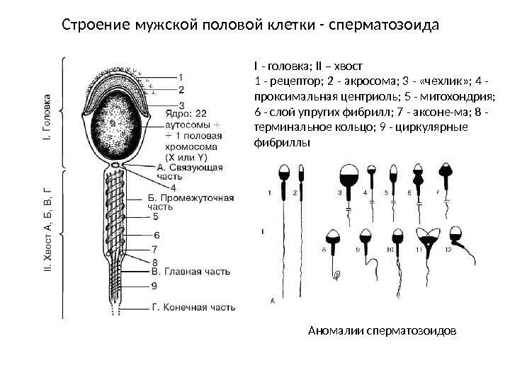 Мужская половая система гистология презентация