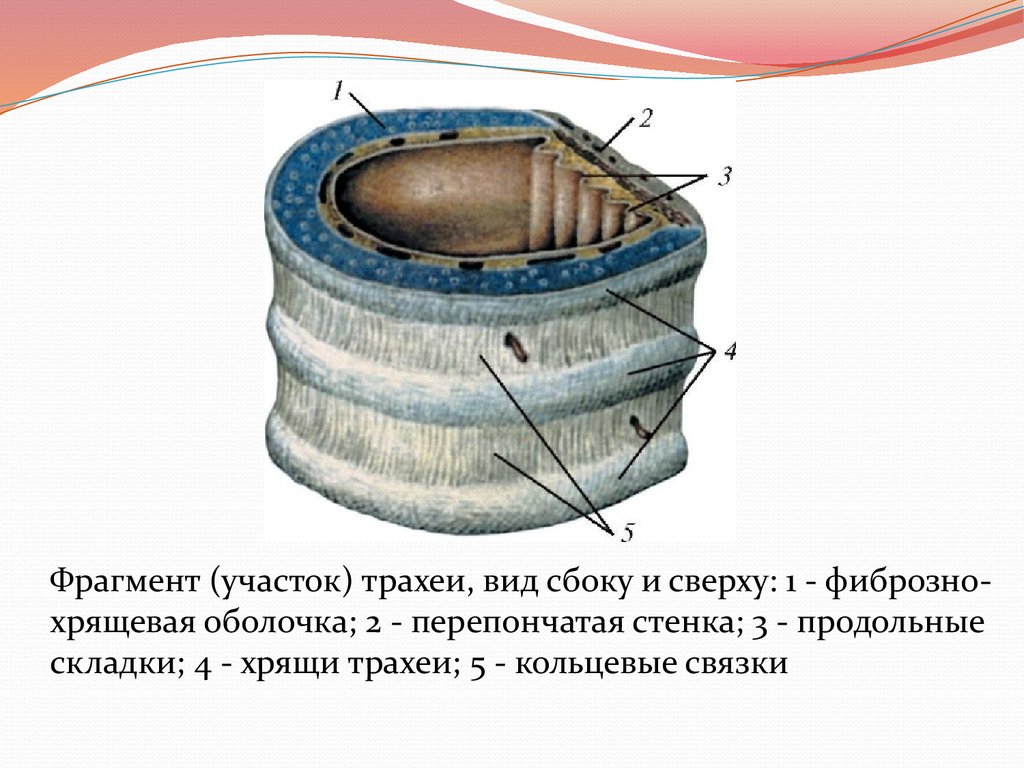 Строение стенки трахеи