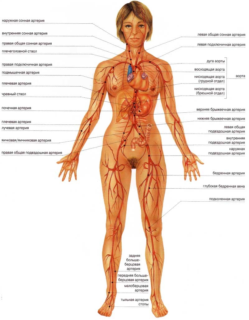 человеческие органы расположение фото женские