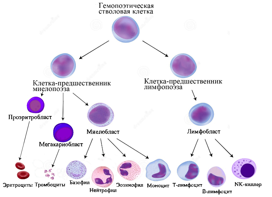 Кровь на б клетки. Схема кроветворения лейкоцитов. Схема кроветворения стволовая клетка. Современная схема кроветворения эритропоэз. Эритропоэз схема кроветворения.
