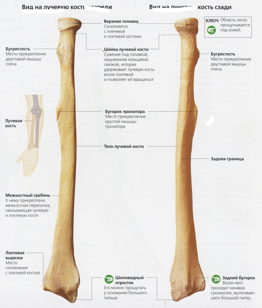 Лучевая кость анатомия человека рисунок с подписями