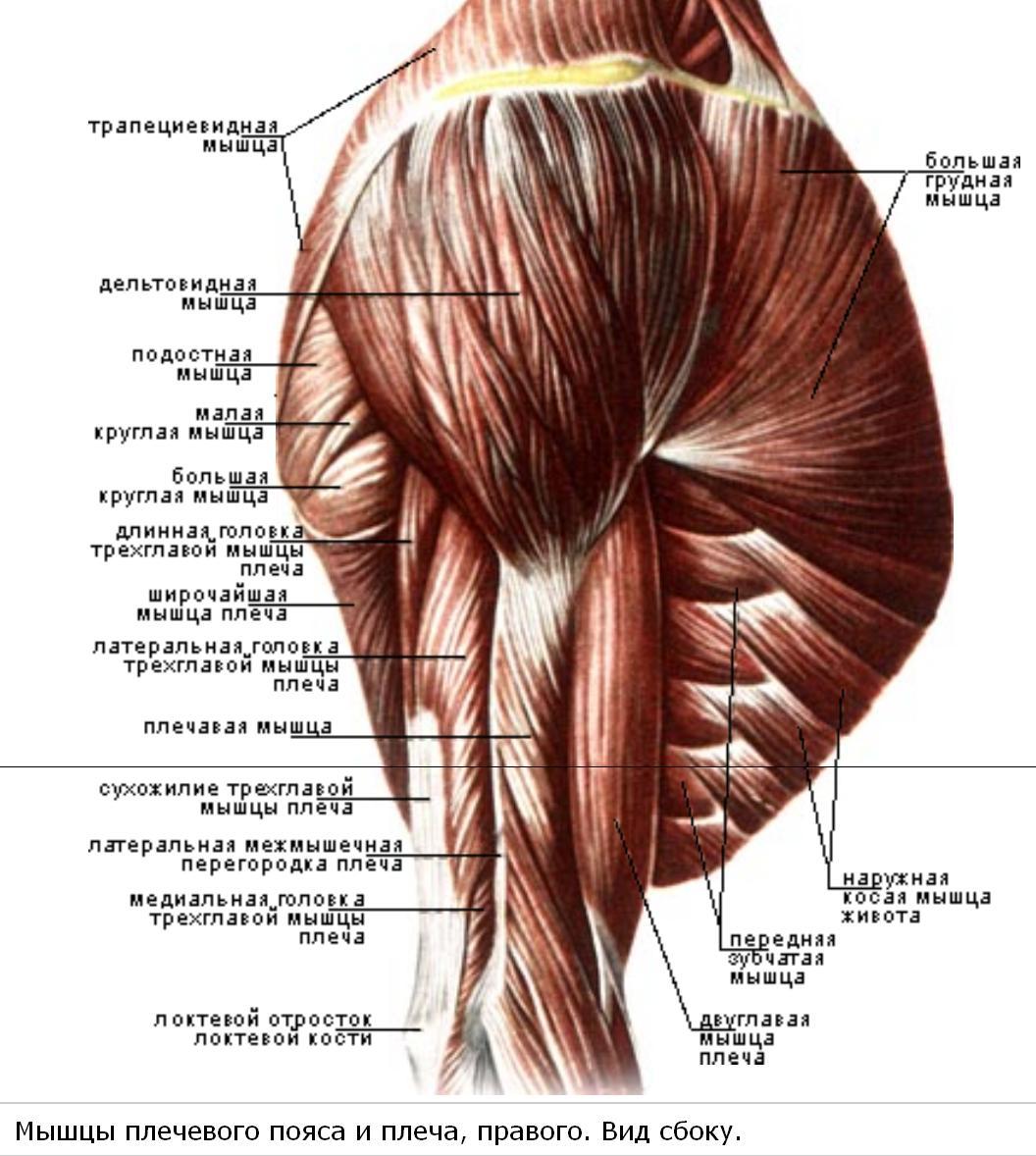 Мышцы плечевого сустава анатомия