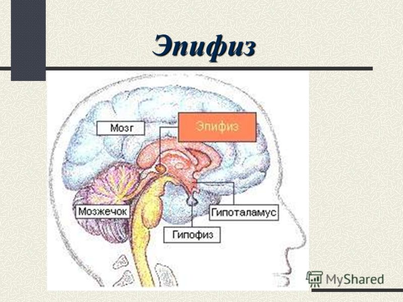 Гипофиз и эпифиз на рисунке отмечены цифрой