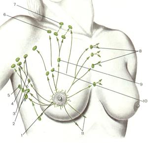 Подмышечный лимфатический узел размер. Регионарные лимфоузлы молочной железы. Узел Зоргиуса и Бартельса. Лимфоузел Зоргиуса расположение. Лимфоузел Зоргиуса в молочной железе расположение.