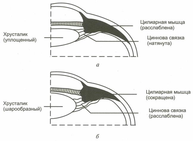 Схема механизма аккомодации анатомия