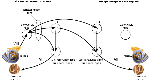 Схема аксон рефлекса