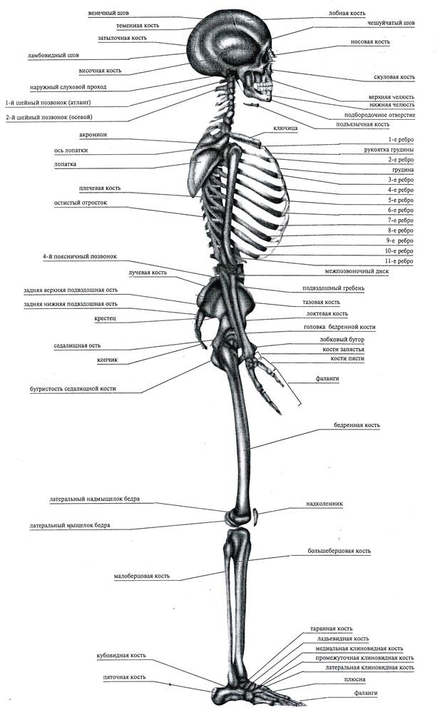 Скелет туловища конечностей. Название костей скелета туловища. Скелет человека анатомия сбоку. Скелет человека вид сбоку. Строение скелета сбоку.