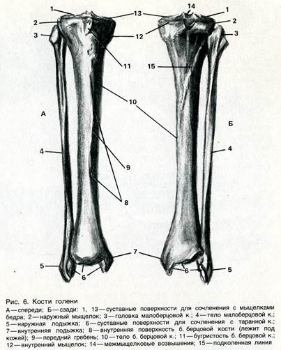 Кости голени анатомия человека рисунок с подписями