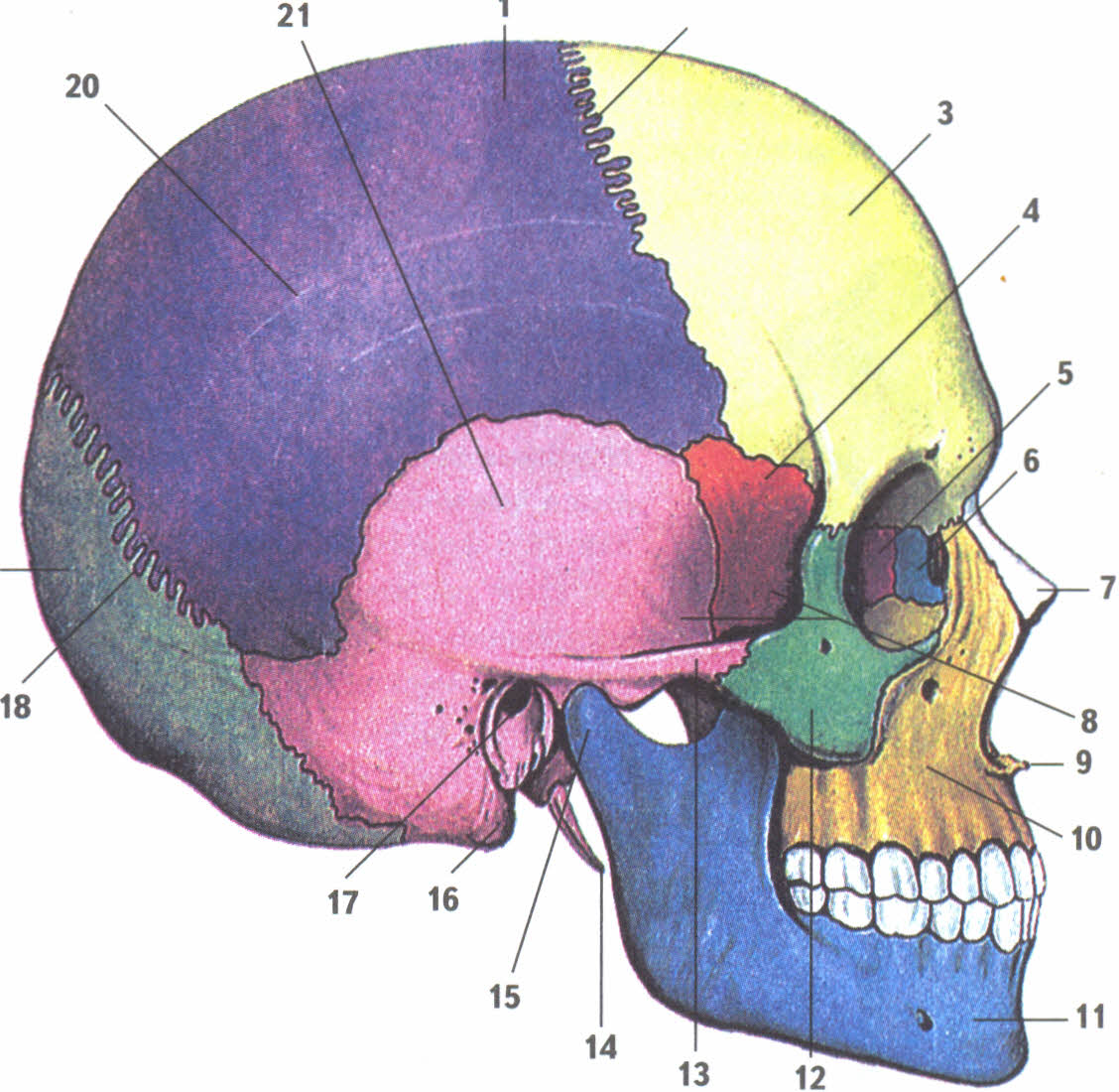 Все кости черепа соединены друг с другом. Кости черепа человека анатомия. Мозговой отдел черепа анатомия. Кости мозгового черепа и кости лицевого черепа. Анатомия костей мозгового отдела черепа.