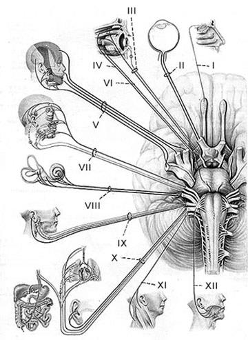 3 4 6 черепные нервы. 6 Пара черепных нервов. Ядра ЧМН схема. Отводящий нерв (6 пара ЧМН) иннервирует. 12 Пар черепно мозговых нервов.
