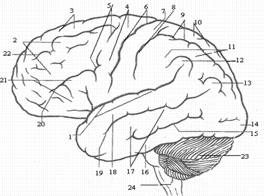 Медиальная поверхность мозга. Верхнелатеральная поверхность головного мозга борозды. Схема ВЕРХНЕЛАТЕРАЛЬНОЙ поверхности полушарий большого мозга. Борозды и извилины ВЕРХНЕЛАТЕРАЛЬНОЙ поверхности полушария большого.