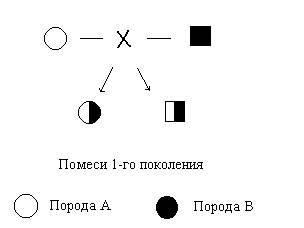 Схема вводного скрещивания