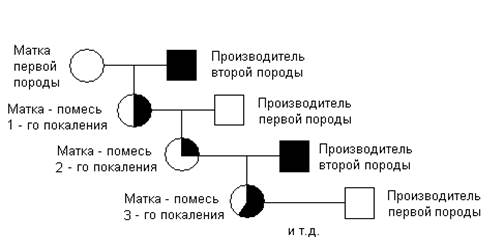 Схема промышленного скрещивания