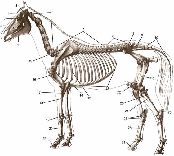 Деление скелета на отделы. Скелет лошади строение. Деление скелета на отделы животных. Скелет лошади в позе.