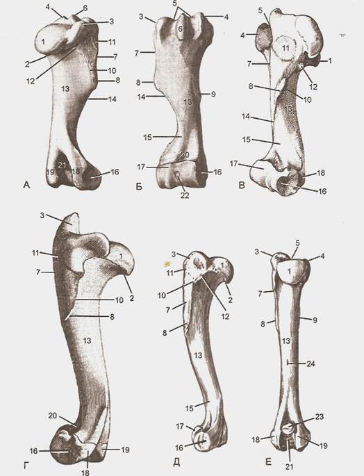 Кость грудной конечности. Плечевая кость КРС анатомия. Латеральный надмыщелковый гребень плечевой кости. Бедренная кость лошади анатомия. Плечевая кость свиньи.