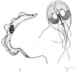 На рисунке изображено одно из проявлений жизнедеятельности трипаносомы какое общее свойство живых