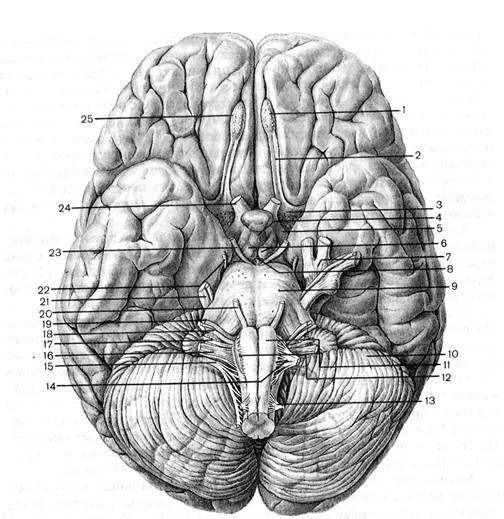 Серый бугор. Основание головного мозга и места выходов Корешков черепных нервов. Основание головного мозга анатомия. Рис. 2 основание головного мозга и выход Корешков черепных нервов.. Зрительный тракт анатомия.