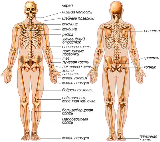 Анатомия человека в картинках скелет человека с названиями