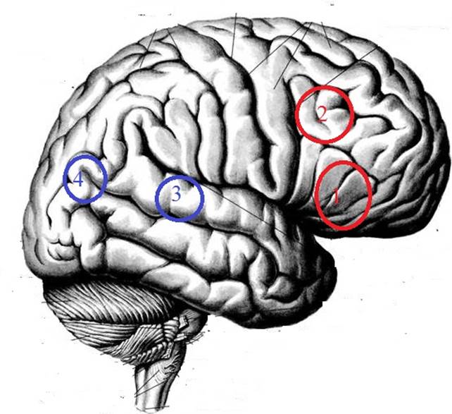 Сигнальная система головного мозга. Корковые центры 1 сигнальной системы. 1 И 2 сигнальные системы конечного мозга. Конечный мозг сигнальные системы. Центры 1 и 2 сигнальной системы анатомия.