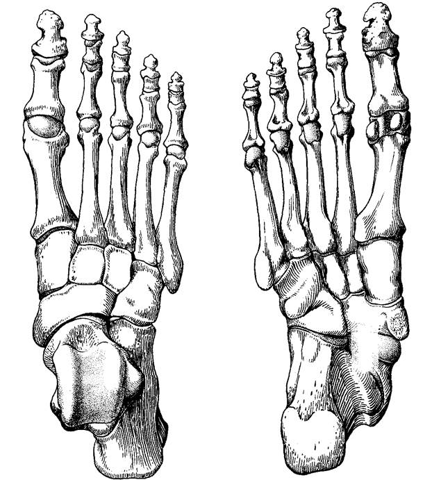Предплюсна плюсна и пальцы
