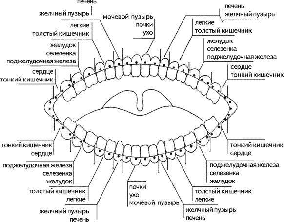 Какой зуб к какому органу относится карта