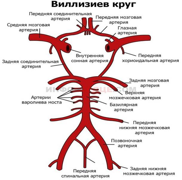 Интракраниальные артерии головного мозга. Позвоночная артерия Виллизиев круг. Анатомия сосудов Виллизиева круга и круга Захарченко. Артерии головного мозга Виллизиев круг схема. Анатомия сосуды Виллизиев круг.