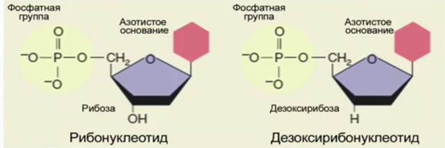 Схема строения какого вещества изображена на рисунке азотистое основание рибоза