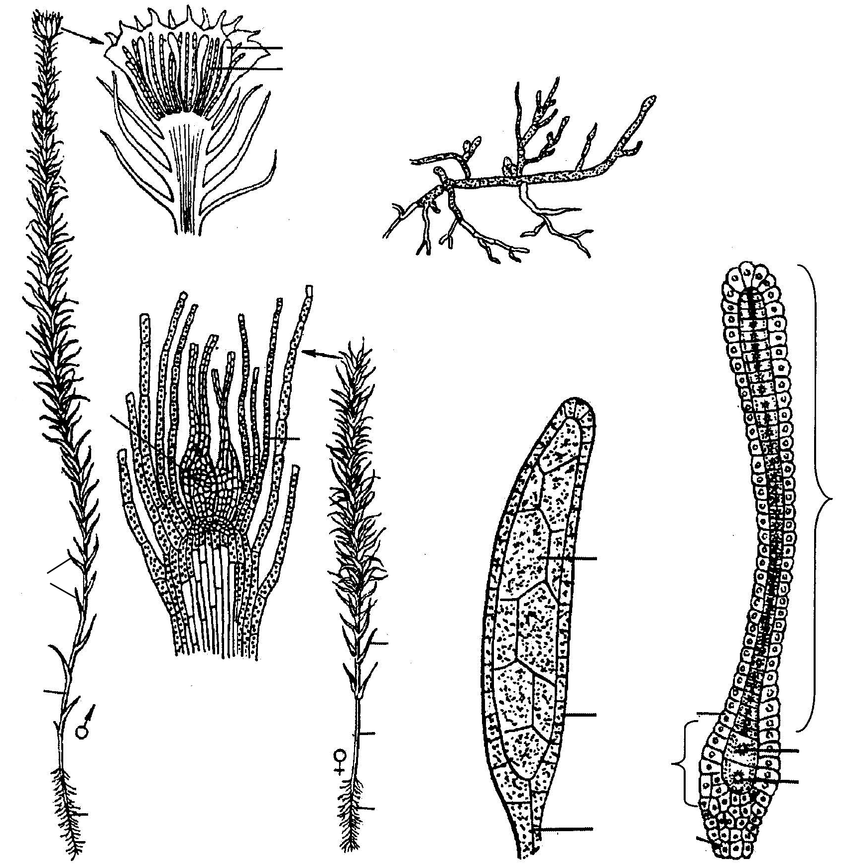 Семейство высших растений. Антеридий кукушкиного льна. Кукушкин лен спорофит и гаметофит. Строение гаметофита Кукушкина льна. Кукушкин лён обыкновенный гаметофит.