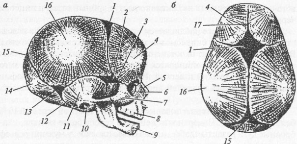 Череп младенца анатомия рисунок
