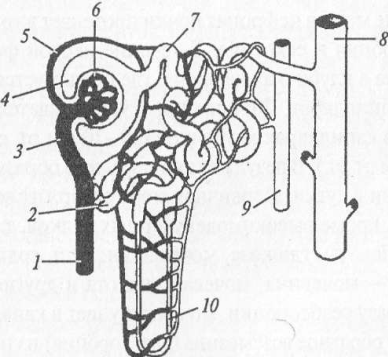 Строение нефрона анатомия рисунок - 89 фото