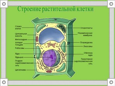 С помощью какой мужской клетки происходит размножение растений изображенного на рисунке