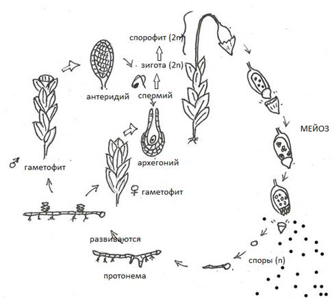 Схема развития споровых растений